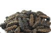 Dry sea cucumber export agent