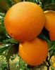 Navel Orange