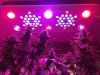 Greenhouse Grow Kit Led Grow Light BR690 1000W Shenzhen Manufacturer High quality material chip, lens & real full spectrum