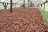 Quality Dried Cocoa Beans