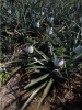 Pineapple MD2