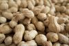 Grade A Raw Peanuts Ke...