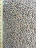 Red Lentil