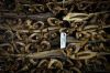 stockfish, cod fish, d...