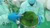 broccoli extract