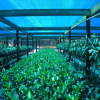 High quality greenhous...
