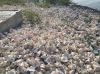 Conch Shells for Calci...