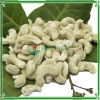 Cashew Nuts Kernel DW2...