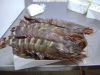 Fresh/Frozen Seafood