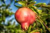 Fresh Pomegranates