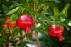 Fresh Pomegranates