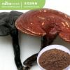 Reishi Mushroom Extract