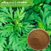 Artemisia Vulgaris Extract