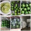 FRESH LIME (Ms Ruby +8...