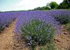 Lavender pure essentia...