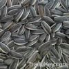 Sunflower Kernel Seeds