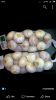 Single Clove Garlic (Solo Garlic)