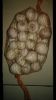 Single Clove Garlic (Solo Garlic)