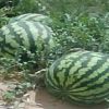 watermelons