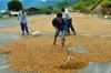 Indonesia Arabica Bajawa Green Coffee Beans from Nusa Tenggara Timur