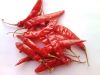 Dundicut Whole Chilli,Dry Red Chilli Dundicut Whole Round Stemless Chilli 