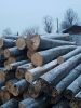 European Beech Logs, O...