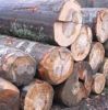 Beech logs