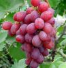 redgrapes