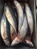 frozen tilapia,Red tail horse mackerel,pacific mackerel, seafood,frozen fish, frozen squid,tuna fish,Indian mackerel,Sea frozen sardine