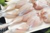 Quality Frozen Frog Le...