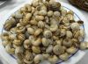 Caracois - escargot