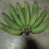 GREEN CAVENDISH BANANA