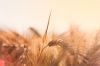 Wheat, barley, sunflow...