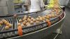 white and brown chicken eggs