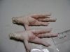 Processed Chicken Paw