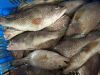 Frozen Grouper Fish/ f...