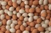 Fresh Chicken Eggs ( White and Brown)