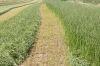 Timothy Hay, Mixed Hay, Grain Hay Best Quality