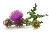 Milk Thistle Extract