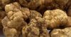 Best White Truffles from Italy