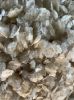 High Quality Dried Fish Scales for Collagen Washed By Acid Dried Fish Scales 0084947900124