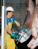 slaughter: cattle slau...