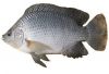 tilapia feed floating fish feed