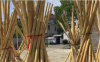 bamboo stakes