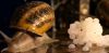 snail caviar, caviar d...