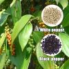 Black Pepper And White Pepper Powder High Quality Bulk White Pepper Ground 