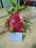 FRESH DRAGON FRUIT