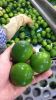 VIETNAMESE SEEDLESS LIME