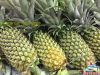 FRESH PINEAPPLE