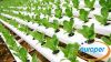 Expanded Perlite
